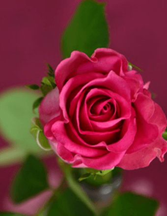 Joan Shirley (Hutzell) Arnold Obituary