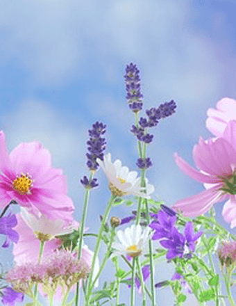 Susan Kaye Bittinger Obituary