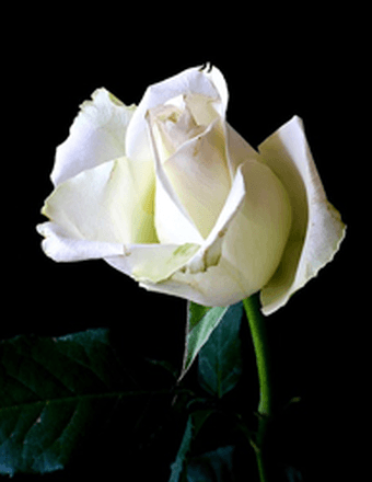 Brenda Suann (Sheeler) Bolden Obituary